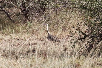 White bellied bustard or white bellied korhaan, Eupodotis senegalensis, in the Awash National Park