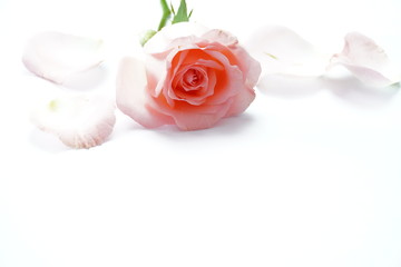 Pink roses and white backgrounds