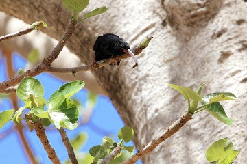 black billed wood hoopoe,  Phoeniculus somaliensis