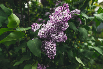 Purple lilac flowers close up blossoms in the garden