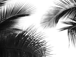 Fototapeta premium beautiful palm leaf on white background