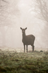 Richmond Park Deer in the mist