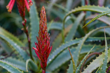 Blossoming thrickets of a herb Aloe Vera