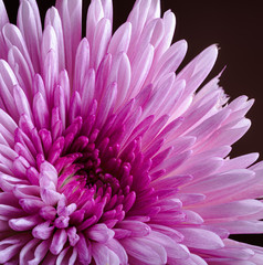 Closeup of a Pink China Aster Flower