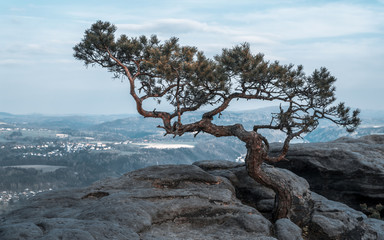 Wanderung zum Lilienstein in der Sächsischen Schweiz