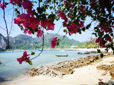 Bouginvillea im Paradies