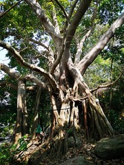 riesiger tropischer Baum