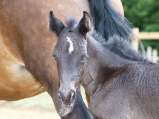 Obraz premium Pretty Young Foal