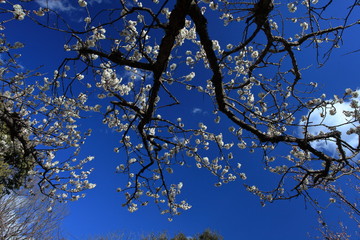 Japanese plum blossoms begin blooming.