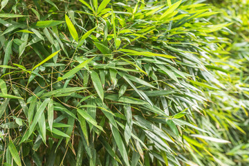 green bamboo in the outdoor