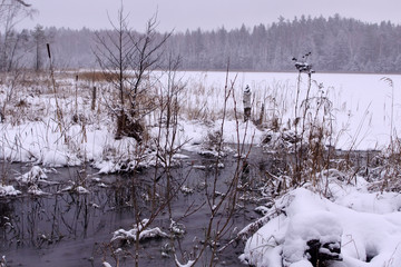 winter landscape with snow-covered swamp and forest