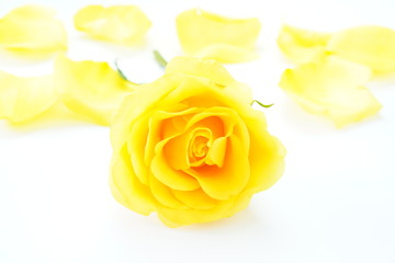 Yellow rose on a simple white background 