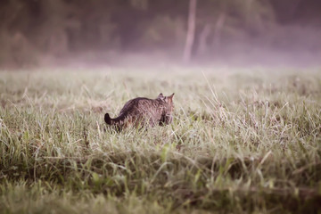 Domestic cat hunting on rural field