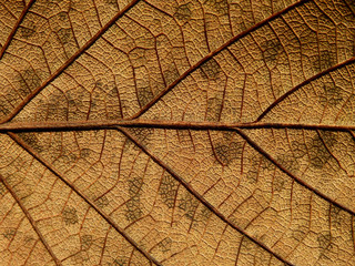 Naklejka na ściany i meble dry brown leaves texture