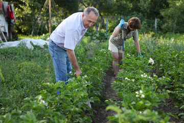Elderly woman and man harrows potatoes in the garden