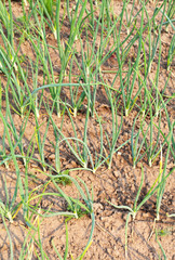 Growing green vitamin onions in a kitchen garden. Top view for vegetable bed with onions planted in rows. Spring vegetative background
