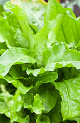 Growing green vitamin sour sorrel in the kitchen garden. Top view on a vegetable bed with fresh dock on sunny day. Spring green floral background