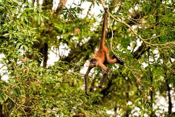 spider monkey in Costa Rica