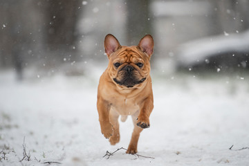 french bulldog plays with the first snow