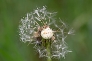 makro von einer pusteblume