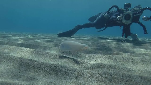 Underwater videographer swims over sandy bottom and shooting Razorfish. Pearly Razorfish or Cleaver Wrasse (Xyrichtys novacula) Underwater shot. Mediterranean Sea, Europe.