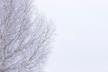 Snow covered birch branches and white winter sky