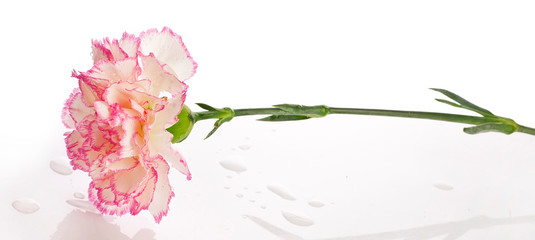 Beautiful carnation flower isolated on a white background.