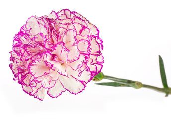 Beautiful carnation flower isolated on a white background.
