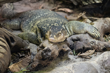 water monitor is laying on driftwood at the shoreline watching you approach
