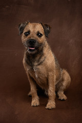 Obraz premium Border Terrier Sitting Portrait Brown Backdrop