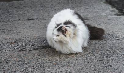 Fototapeta premium Very fluffy big stray cat like a ball without paws on the pavement