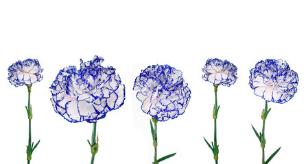 Collection of beautiful carnations flower isolated on a white background.