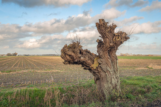 Very old pollard willow tree on the edge of a field