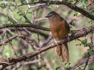 Rufous Chatterers were constantly present, usually low in the bushes, in and around my camp's yard. Lake Baringo, Kenya.