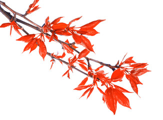 Red foliage on poplar twigs isolated on a white background.