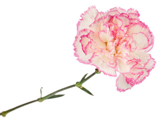 Fototapeta premium Beautiful carnation flower isolated on a white background.