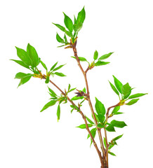Young foliage on poplar twigs isolated on a white background.