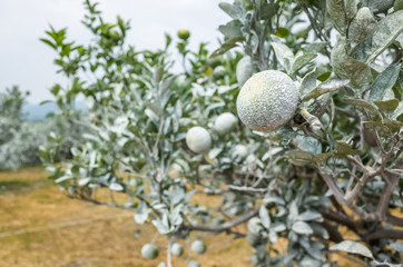 white calcium carbonate on orange trees