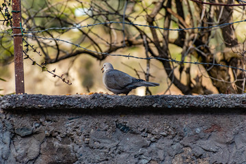 A Eurasian collared dove eating pasta left on a wall in the narrow French village street