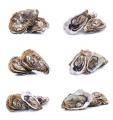 set of Fresh oyster