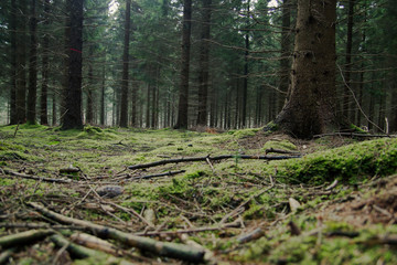 woodland with moss