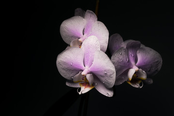 beautiful Orchid with wet petals on a black background