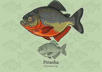 Piranha. Vector illustration with refined details and optimized stroke that allows the image to be used in small sizes (in packaging design, decoration, educational graphics, etc.)