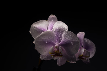 Naklejka na ściany i meble beautiful Orchid with wet petals on a black background