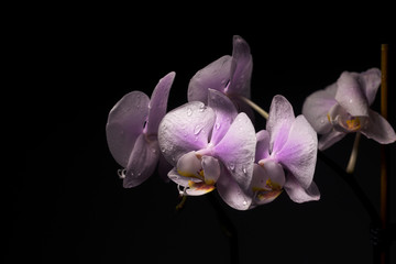 beautiful Orchid with wet petals on a black background