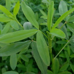 green leaves of plant