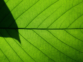 green leaves with shadow texture