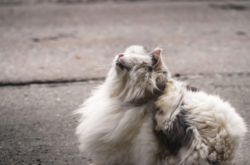 Fluffy cat itches on the asphalt, photo in old colors
