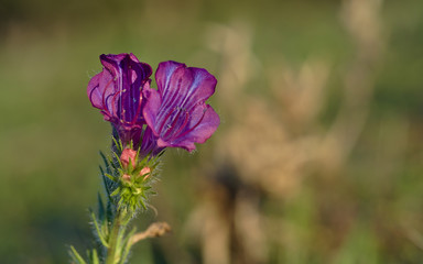 Viborera, bell-shaped violet flower