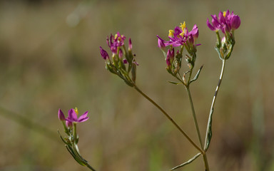 Fototapeta premium Red arenaria, Spergularua rubra, small summer flower.